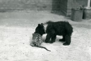 Un ourson brun joue avec un tigreau au zoo de Londres, avril 1914 - Frederick William Bond